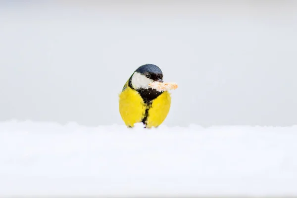 Invierno Lindo Pajarito Fondo Nieve Blanca Pájaro Gran Teta Parus —  Fotos de Stock