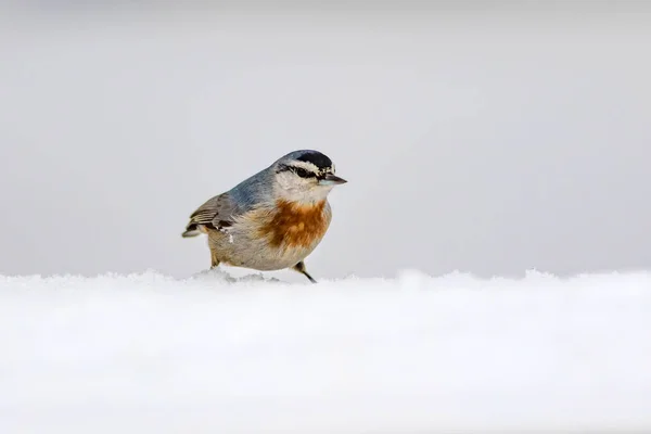 Naturaleza Invernal Aves Pájaro Nieve Fondo Nieve Invierno Blanco Nuthatch —  Fotos de Stock