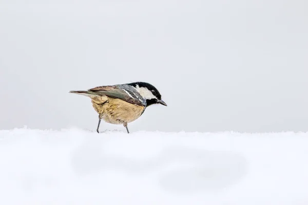 かわいい鳥白い雪の背景 石炭のティット ペリパルス植物 ピラカンタ コクシネア スカーレット ファイアソーン — ストック写真