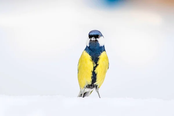 冬とかわいいライトの鳥 白い雪の背景 グレートティット パルスメジャー — ストック写真