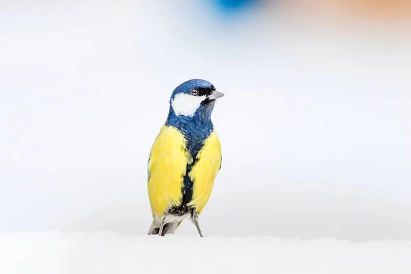 Zima Roztomilá Ptáčka Bílý Sníh Pozadí Velký Kozy Parus Hlavní — Stock fotografie