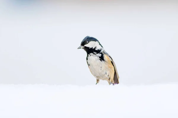 Bell Uccello Sfondo Bianco Neve Uccello Tetta Carbone Periparus Ater — Foto Stock