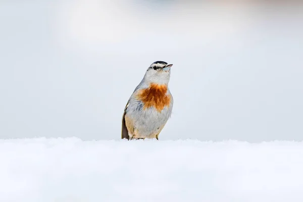 冬の自然と鳥 雪の上の鳥 白い冬の雪の背景 ヌチャッチ — ストック写真