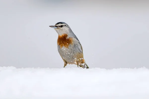 Kış Doğa ve kuş. Kar üzerinde kuş. Beyaz kış kar arka plan. Sıvacı kuşu.