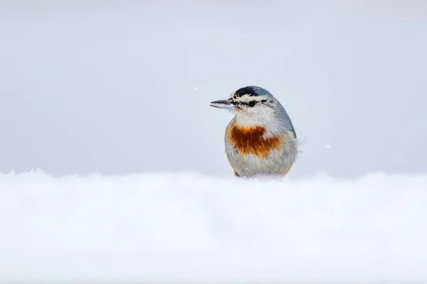 Winter nature and bird. Bird on snow. White winter snow background. Nuthatch.