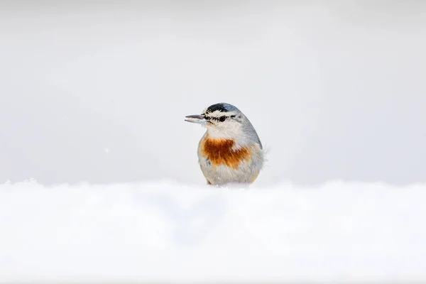 Nature Hivernale Oiseau Oiseau Sur Neige Blanc Fond Neige Hiver — Photo