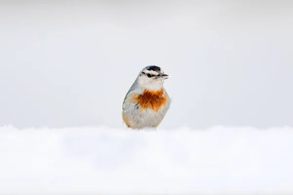 Зимняя Природа Птица Птица Снегу Белый Зимний Снежный Фон Nuthatch — стоковое фото