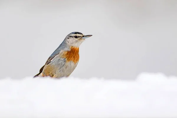 Зимняя Природа Птица Птица Снегу Белый Зимний Снежный Фон Nuthatch — стоковое фото
