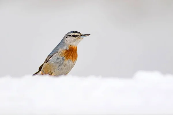 Nature Hivernale Oiseau Oiseau Sur Neige Blanc Fond Neige Hiver — Photo