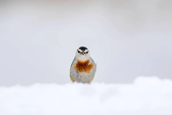 Naturaleza Invernal Aves Pájaro Nieve Fondo Nieve Invierno Blanco Nuthatch —  Fotos de Stock