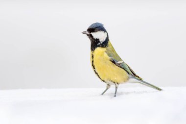 Kış ve şirin litte kuş. Beyaz kar arka planı. Kuş: büyük baştankara. Parus Major.
