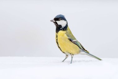 Kış ve şirin litte kuş. Beyaz kar arka planı. Kuş: büyük baştankara. Parus Major.