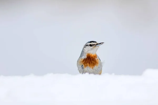 Nature Hivernale Oiseau Oiseau Sur Neige Blanc Fond Neige Hiver — Photo