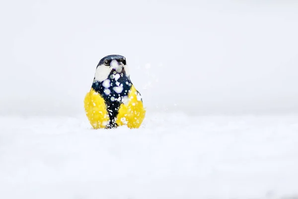 Zima Uroczy Ptak Litte Białe Tło Śniegu Ptak Wielki Sikora — Zdjęcie stockowe