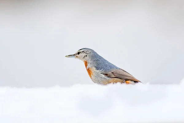 Natura Invernale Uccello Uccello Sulla Neve Bianco Sfondo Neve Invernale — Foto Stock