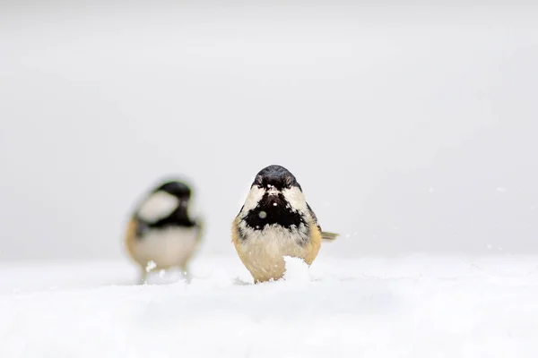 可爱的鸟 白雪背景 佩里帕鲁斯 皮拉坎塔仙人掌猩红火角 — 图库照片