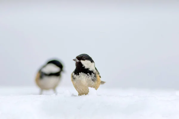 かわいい鳥白い雪の背景 石炭のティット ペリパルス植物 ピラカンタ コクシネア スカーレット ファイアソーン — ストック写真