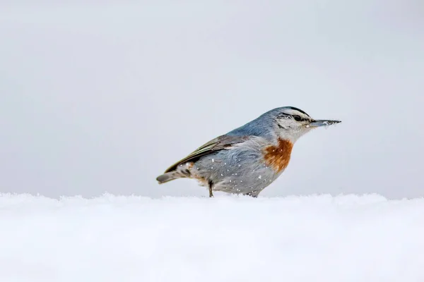 Winter Natuur Vogel Vogel Sneeuw Witte Winter Sneeuw Achtergrond Boomklever — Stockfoto