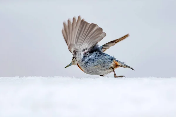 Nature Hivernale Oiseau Oiseau Sur Neige Blanc Fond Neige Hiver — Photo