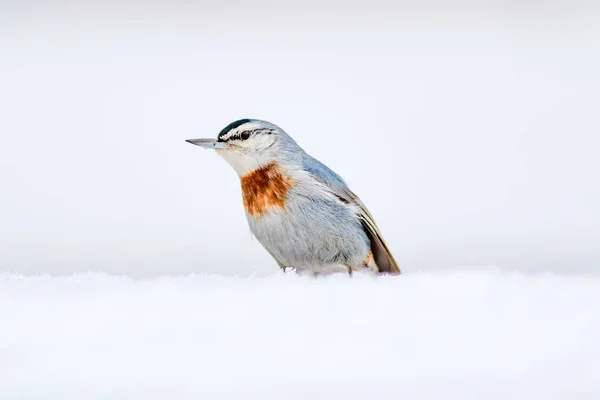 Winter nature and bird. Bird on snow. White winter snow background. Nuthatch.