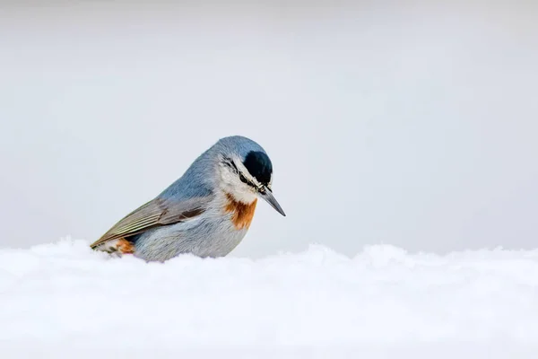 Winter Natuur Vogel Vogel Sneeuw Witte Winter Sneeuw Achtergrond Boomklever — Stockfoto