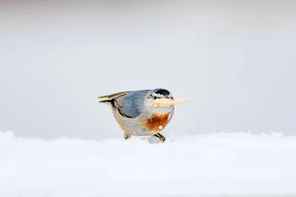 Winternatur Und Vogel Vogel Auf Schnee Weißer Winterschnee Hintergrund Kleiber — Stockfoto