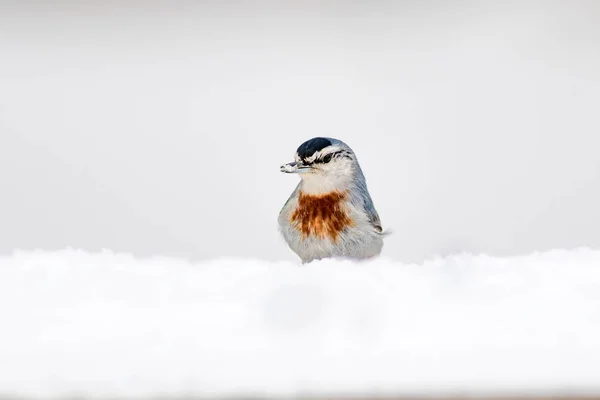 Naturaleza Invernal Aves Pájaro Nieve Fondo Nieve Invierno Blanco Nuthatch —  Fotos de Stock