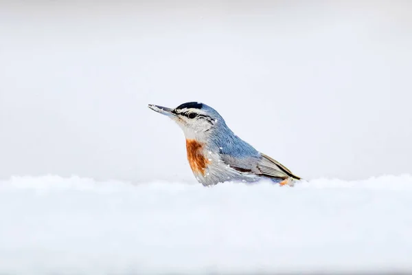 Téli Természet Madár Madár Hóban Fehér Téli Hóháttér Csuszka — Stock Fotó