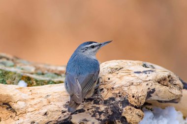 Sevimli kuş. Beyaz kar arka plan. Kuş: Krpers Sıvacı kuşu. Sitta krueperi