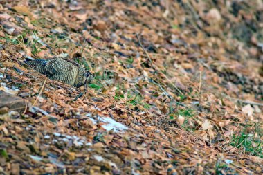 Woodcock. Kamuflaj kuşu. Kahverengi kuru yapraklar. Kuş: Avrasya Woodcock. Scolopax rusticola.