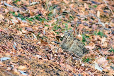 Woodcock. Kamuflaj kuşu. Kahverengi kuru yapraklar. Kuş: Avrasya Woodcock. Scolopax rusticola.