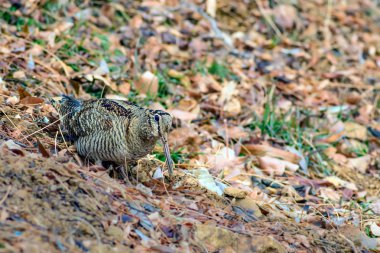 Woodcock. Kamuflaj kuşu. Kahverengi kuru yapraklar. Kuş: Avrasya Woodcock. Scolopax rusticola.