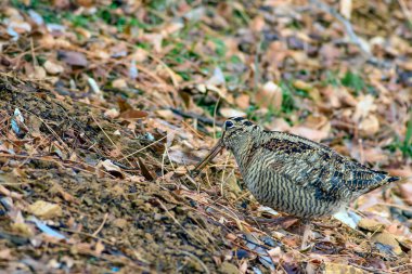 Woodcock. Kamuflaj kuşu. Kahverengi kuru yapraklar. Kuş: Avrasya Woodcock. Scolopax rusticola.