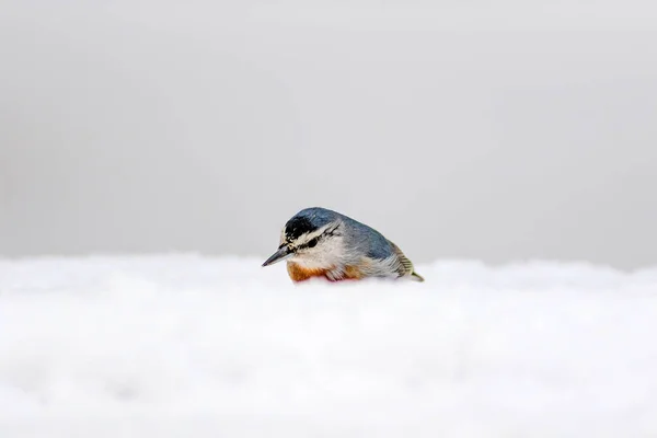 Niedlicher Vogel Weißer Schnee Hintergrund Vogel Kleiber Sitta Krueperi — Stockfoto