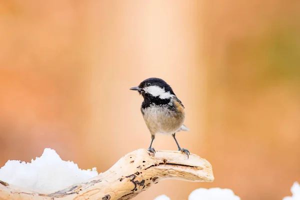 Niedlicher Vogel Winter Natur Hintergrund Ankara Truthahn Vogel Kohlmeise Periparus — Stockfoto