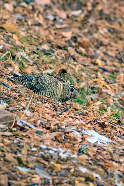 Woodcock Kamuflaj Kuşu Kahverengi Kuru Yapraklar Kuş Avrasya Woodcock Scolopax — Stok fotoğraf