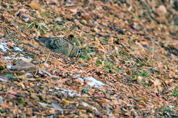 Woodcock Oiseau Camouflage Feuilles Brunes Sèches Oiseau Bécasse Eurasie Scolopax — Photo