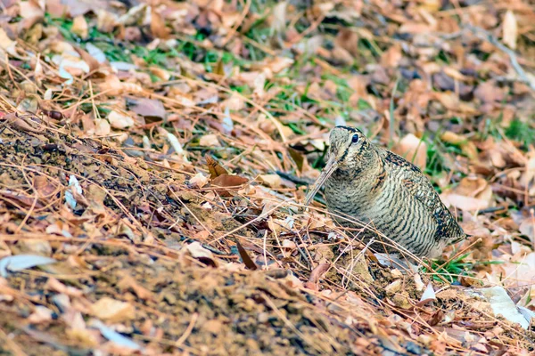 Woodcock Pájaro Camuflaje Hojas Secas Marrones Bird Eurasian Woodcock Scolopax — Foto de Stock