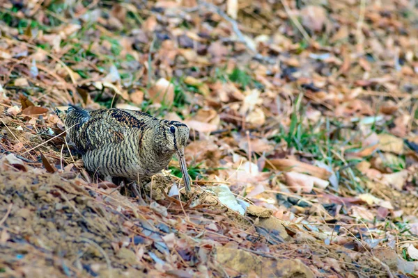 Woodcock Kamuflaj Kuşu Kahverengi Kuru Yapraklar Kuş Avrasya Woodcock Scolopax — Stok fotoğraf