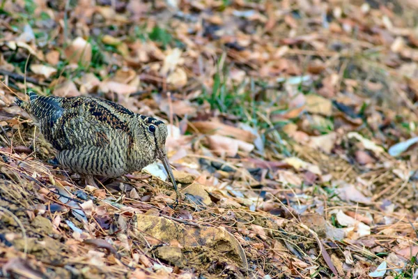 Woodcock Pájaro Camuflaje Hojas Secas Marrones Bird Eurasian Woodcock Scolopax — Foto de Stock