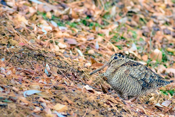 Woodcock Camouflage Bird Brown Dry Leaves Bird Eurasian Woodcock Scolopax — Stock Photo, Image