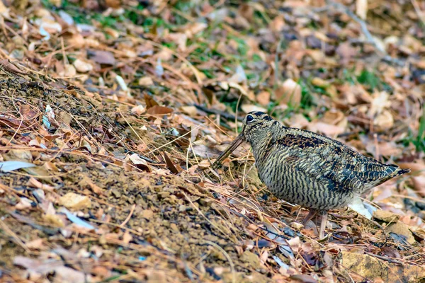 Woodcock Kamuflaj Kuşu Kahverengi Kuru Yapraklar Kuş Avrasya Woodcock Scolopax — Stok fotoğraf