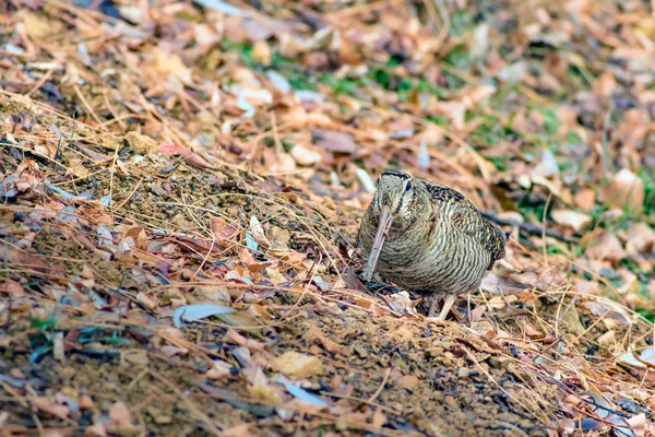 ヤマシギ 迷彩鳥 茶色の乾いた葉 ユーラシア ウッドコック スコロバックス ルスティコーラ — ストック写真