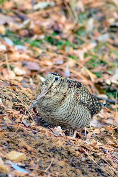 Woodcock Pájaro Camuflaje Hojas Secas Marrones Bird Eurasian Woodcock Scolopax — Foto de Stock