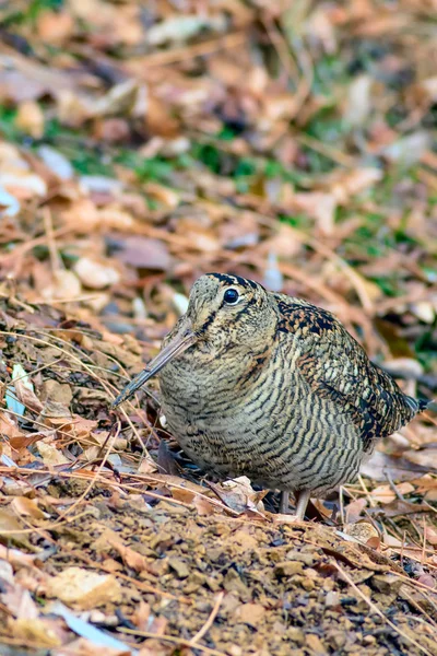 Woodcock Kamuflaj Kuşu Kahverengi Kuru Yapraklar Kuş Avrasya Woodcock Scolopax — Stok fotoğraf