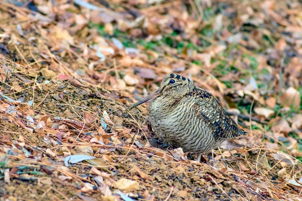 Woodcock Oiseau Camouflage Feuilles Brunes Sèches Oiseau Bécasse Eurasie Scolopax — Photo