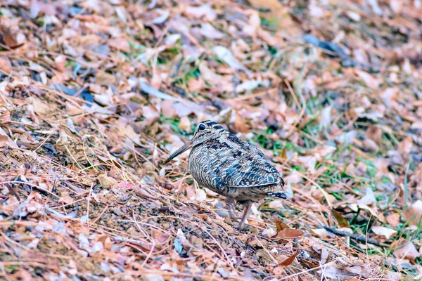 Woodcock Kamuflaj Kuşu Kahverengi Kuru Yapraklar Kuş Avrasya Woodcock Scolopax — Stok fotoğraf