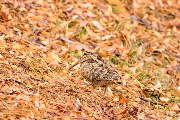 Woodcock Pájaro Camuflaje Hojas Secas Marrones Bird Eurasian Woodcock Scolopax — Foto de Stock