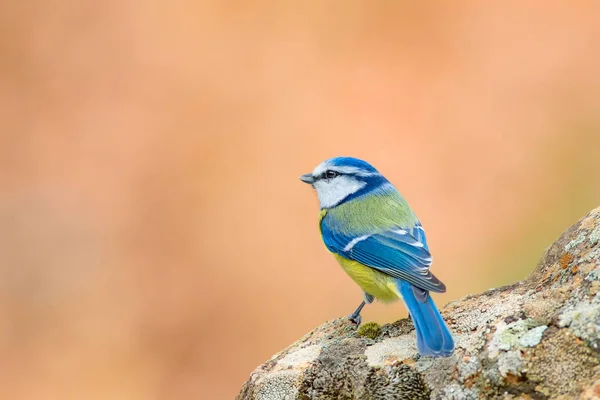 Милий Маленький Барвистий Птах Блакитна Синиця Природний Фон Вид Птахів — стокове фото