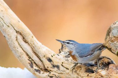 Sevimli küçük kuş. Doğa arka planı. Sıvacı kuşu. Kuş: Krpers Sıvacı kuşu. Sitta krueperi.